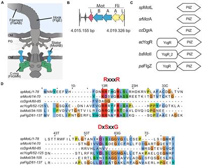 The Stand-Alone PilZ-Domain Protein MotL Specifically Regulates the Activity of the Secondary Lateral Flagellar System in Shewanella putrefaciens